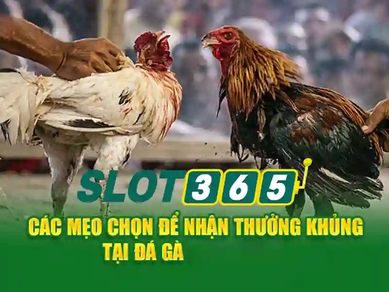 slot365 rtp – Trải nghiệm đỉnh cao và đánh giá