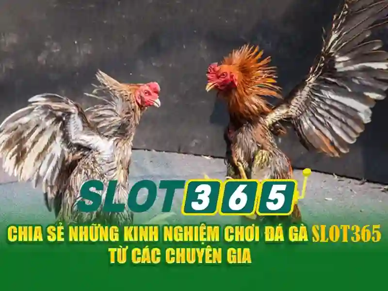 slot365 alternatif – trải nghiệm người dùng và cộng đồng