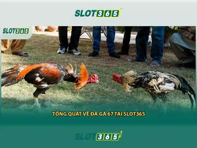 Slot365 - Khám phá sòng bài trực tuyến hàng đầu